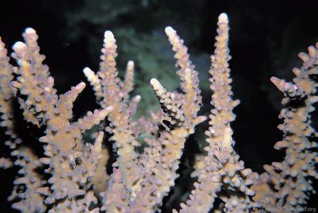 CotW: Acropora rufus