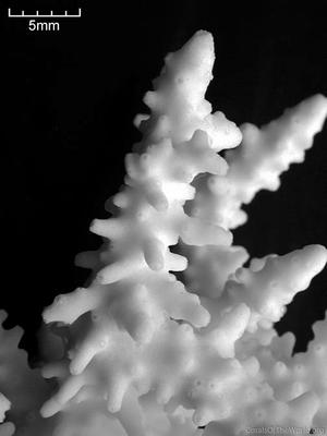 CotW: Acropora rufus