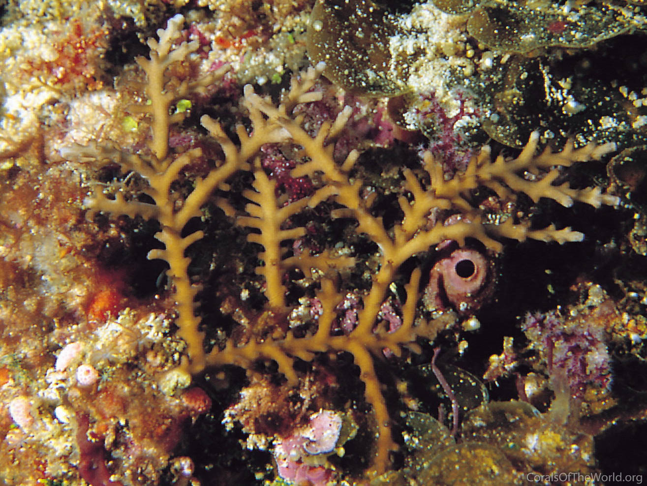Acropora russelli