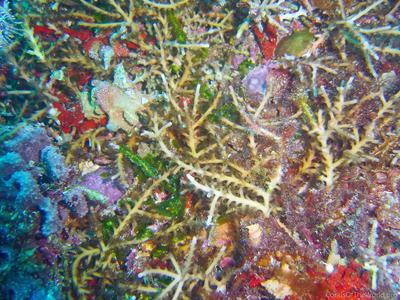 CotW preview: Acropora russelli