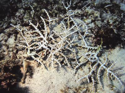 CotW: Acropora russelli