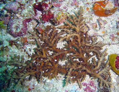 CotW: Acropora russelli