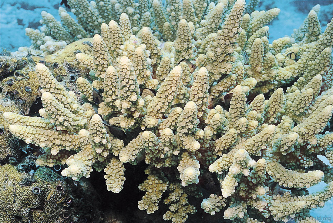 Acropora samoensis