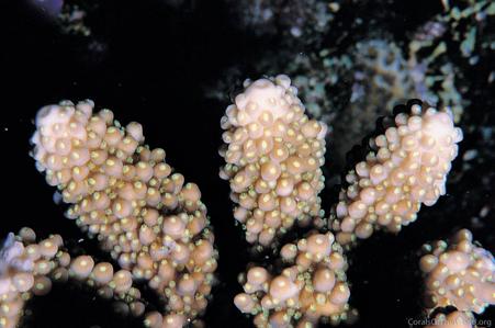 CotW: Acropora samoensis