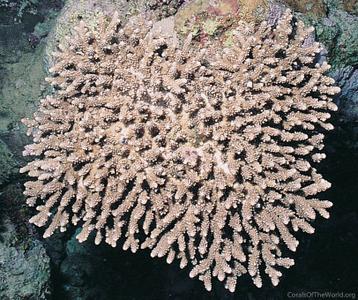 CotW: Acropora samoensis