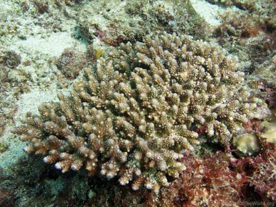 CotW: Acropora samoensis