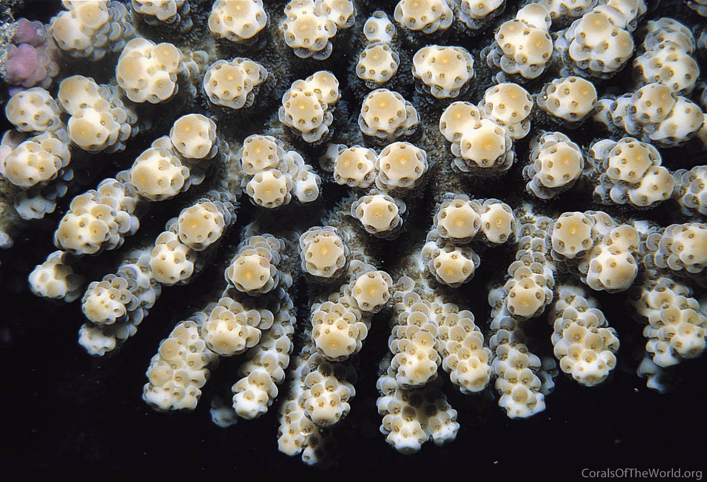 Acropora sarmentosa