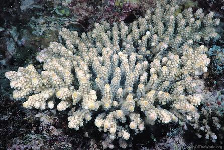 CotW preview: Acropora sarmentosa