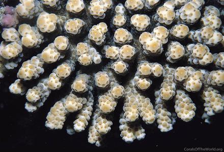 CotW: Acropora sarmentosa