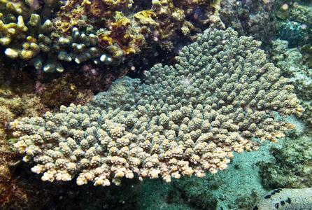 CotW: Acropora sarmentosa
