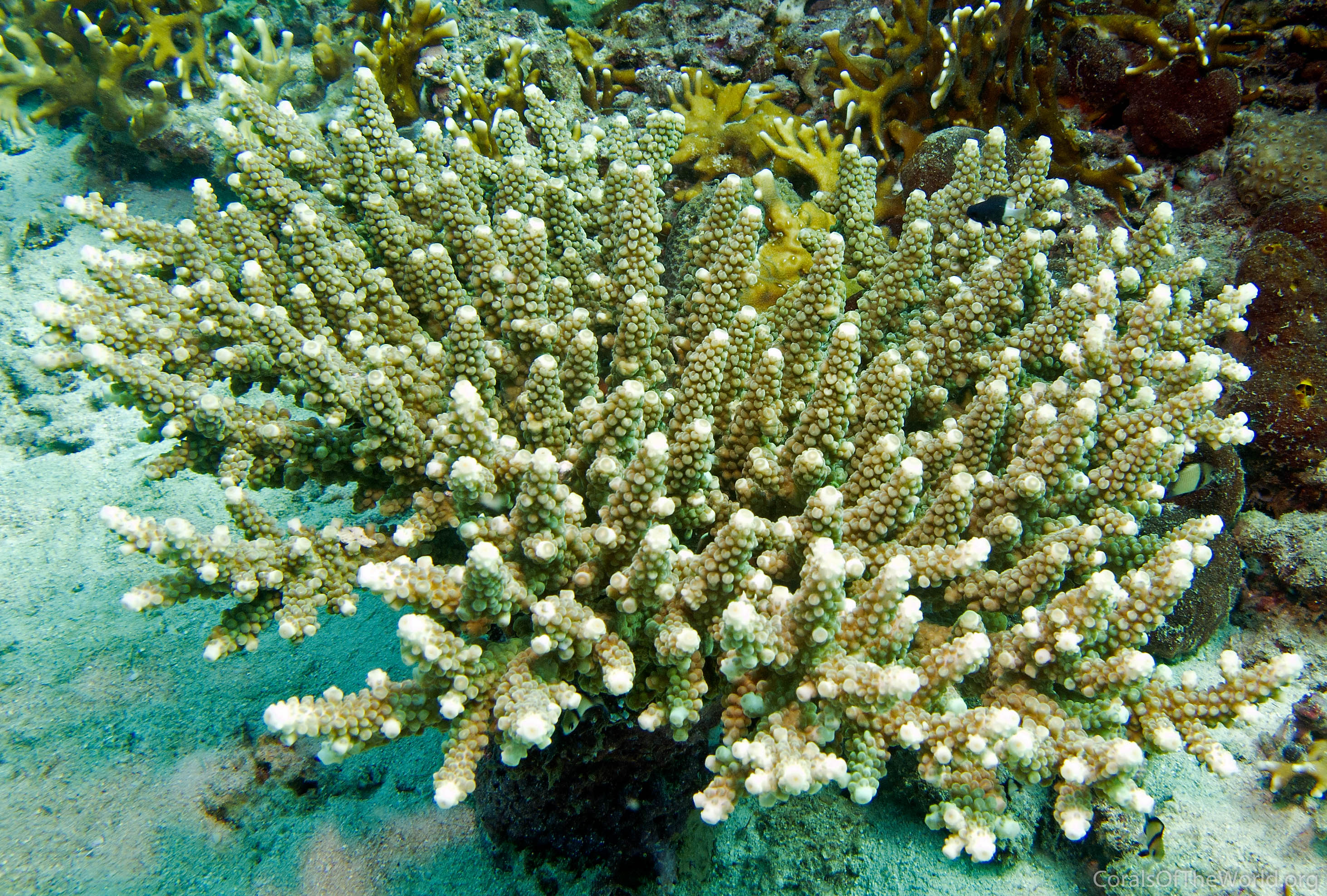 Acropora schmitti
