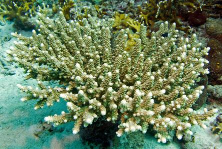 CotW: Acropora schmitti