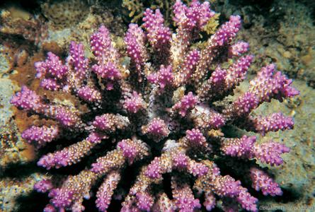 CotW preview: Acropora secale