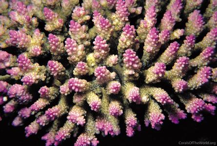 CotW: Acropora secale