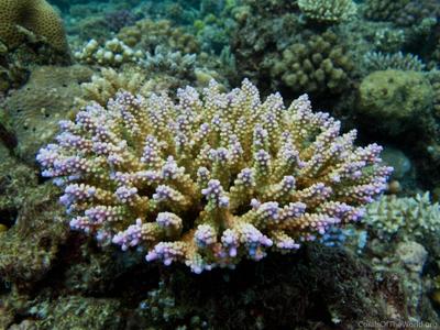 CotW: Acropora secale