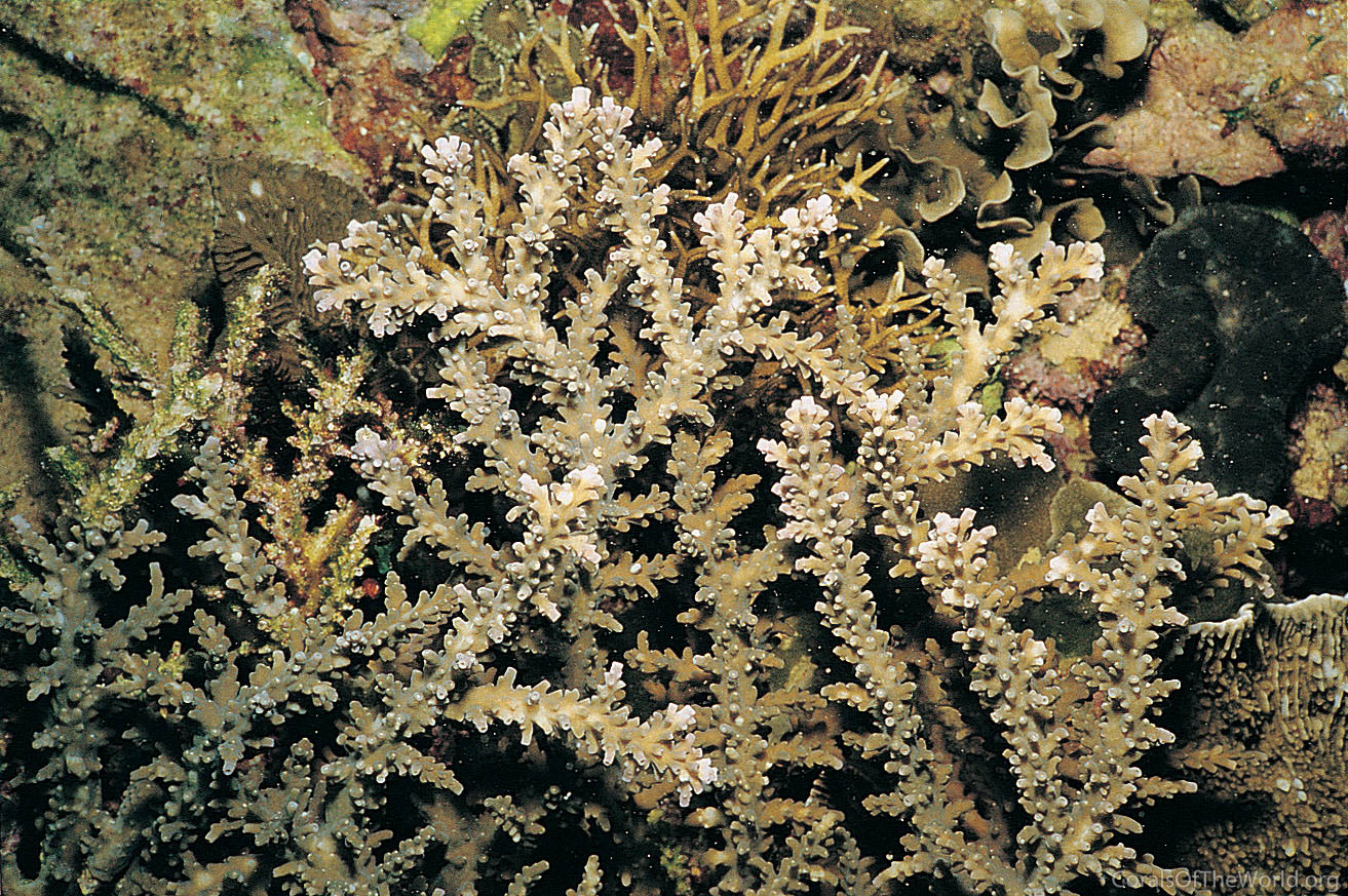 Acropora sekiseiensis