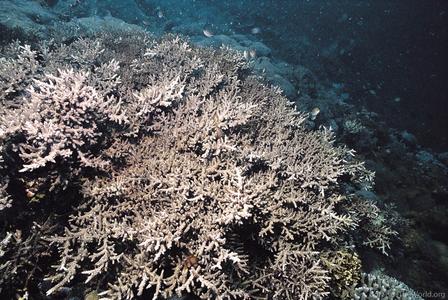 CotW preview: Acropora sekiseiensis