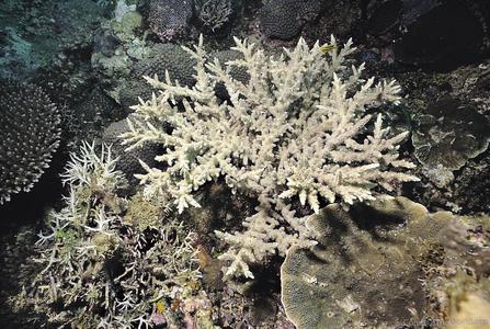 CotW: Acropora sekiseiensis