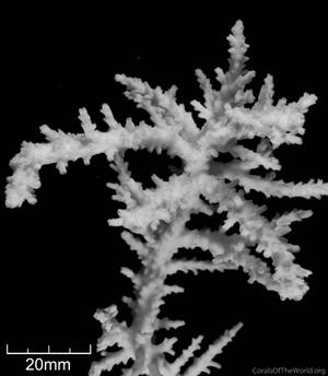 CotW: Acropora sekiseiensis