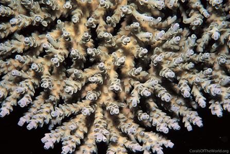 CotW preview: Acropora selago