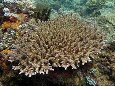 CotW preview: Acropora selago
