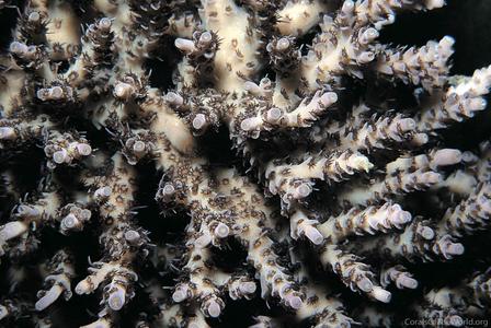 CotW: Acropora selago