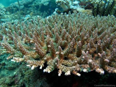 CotW: Acropora selago