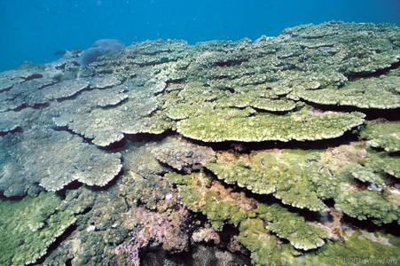 CotW preview: Acropora seriata