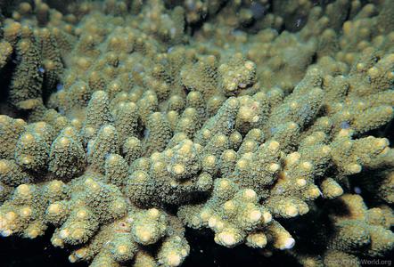 CotW: Acropora seriata