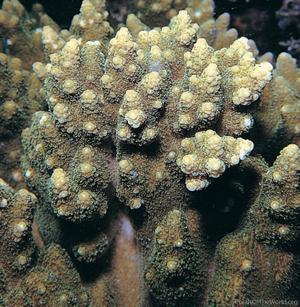CotW: Acropora seriata