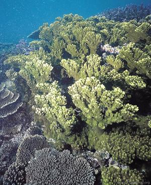 CotW: Acropora seriata