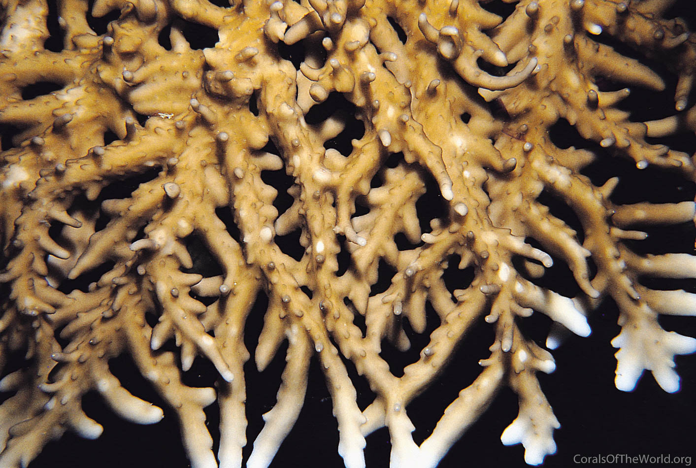 Acropora simplex