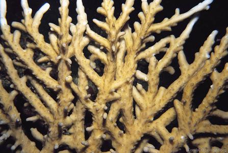 CotW preview: Acropora simplex