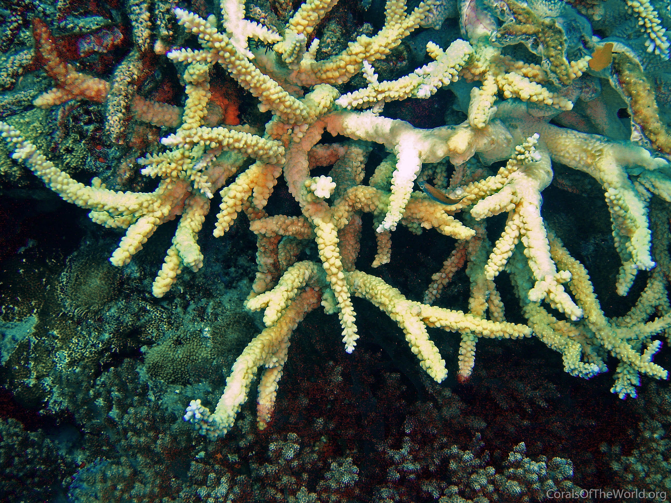 Acropora sirikitiae