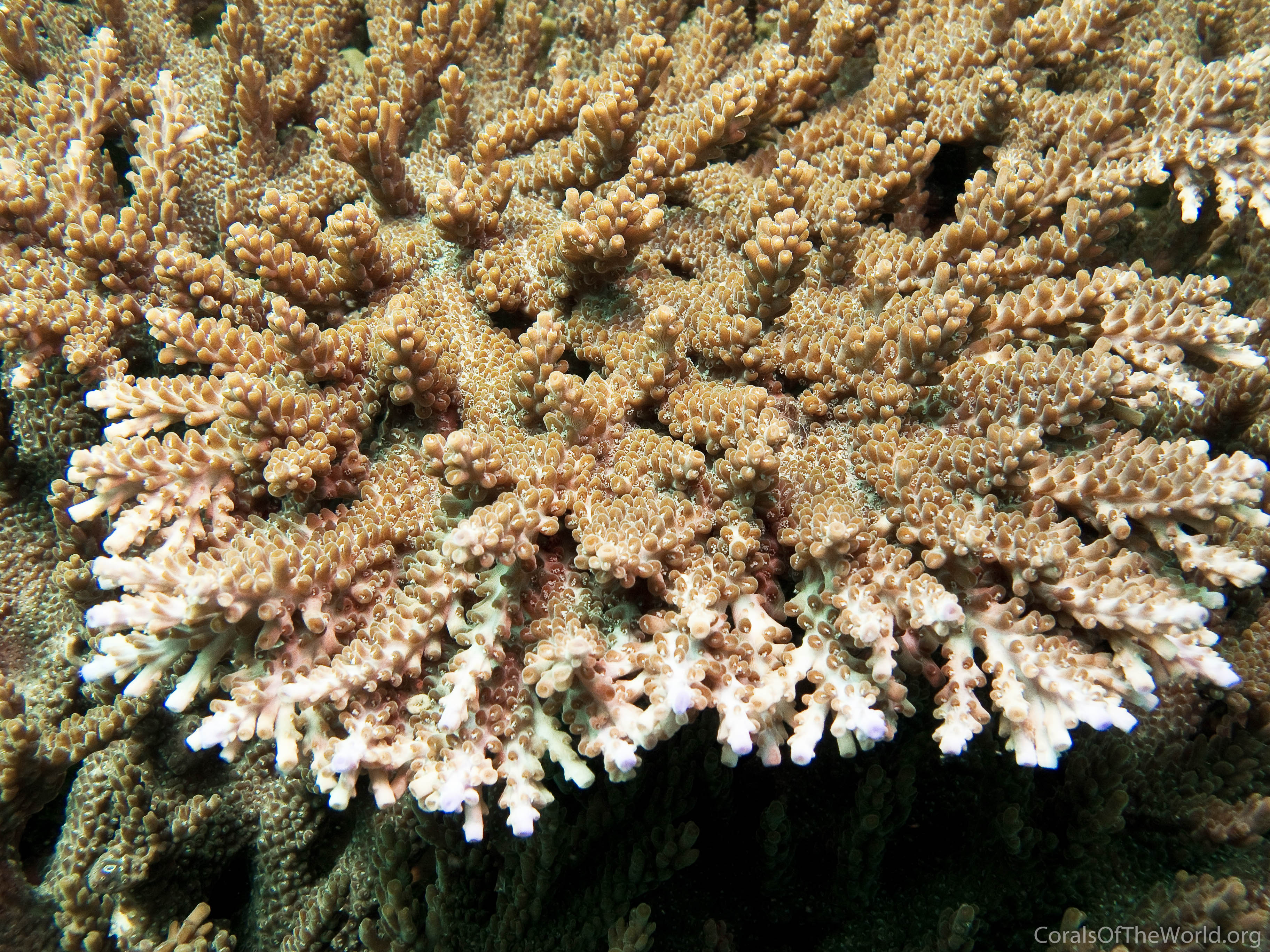 Acropora solitaryensis