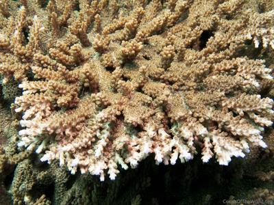 CotW: Acropora solitaryensis