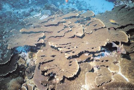 CotW: Acropora solitaryensis