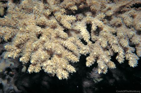 CotW: Acropora solitaryensis