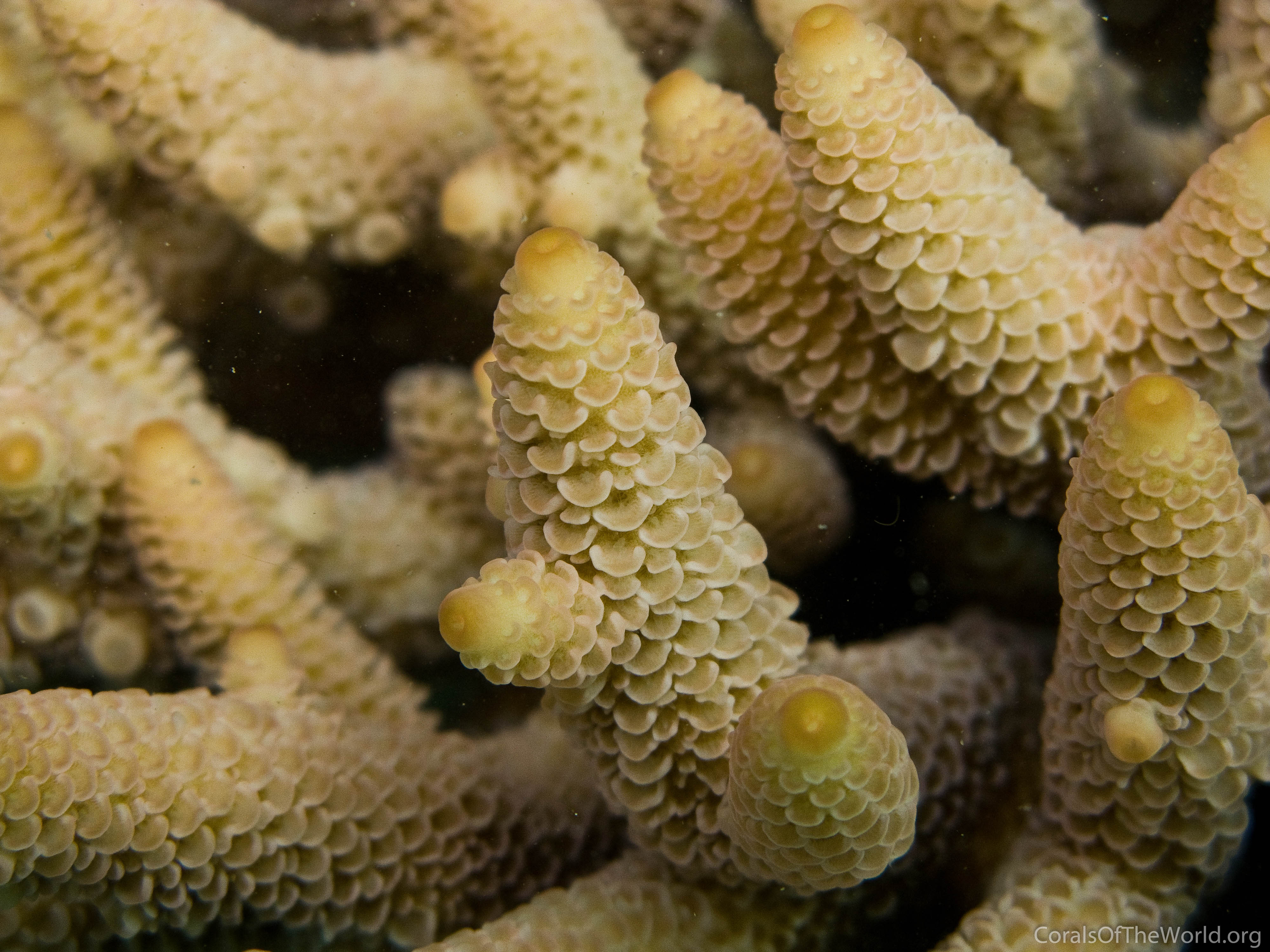 Acropora spathulata