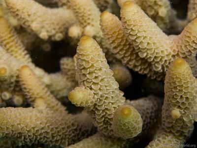 CotW preview: Acropora spathulata