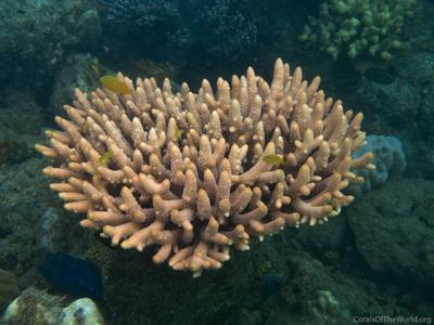 CotW: Acropora spathulata