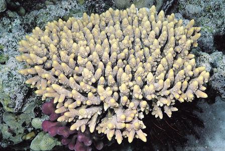CotW: Acropora spathulata