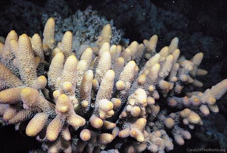 CotW: Acropora spathulata