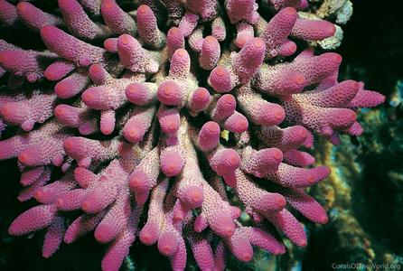 CotW: Acropora spathulata