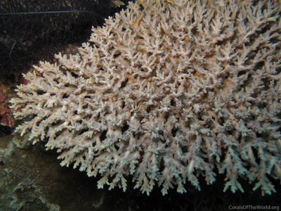 CotW preview: Acropora speciosa