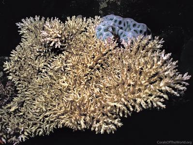 CotW: Acropora speciosa