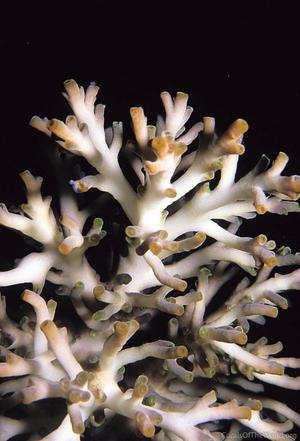 CotW: Acropora speciosa