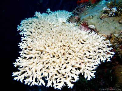 CotW: Acropora speciosa