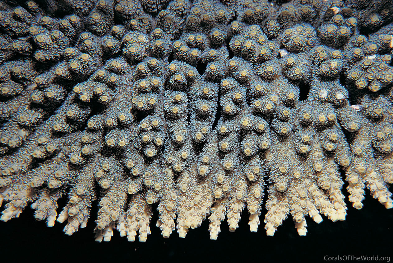 Acropora spicifera
