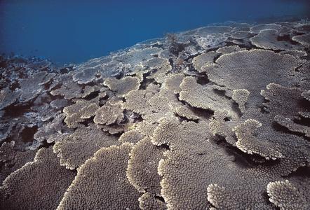 CotW preview: Acropora spicifera